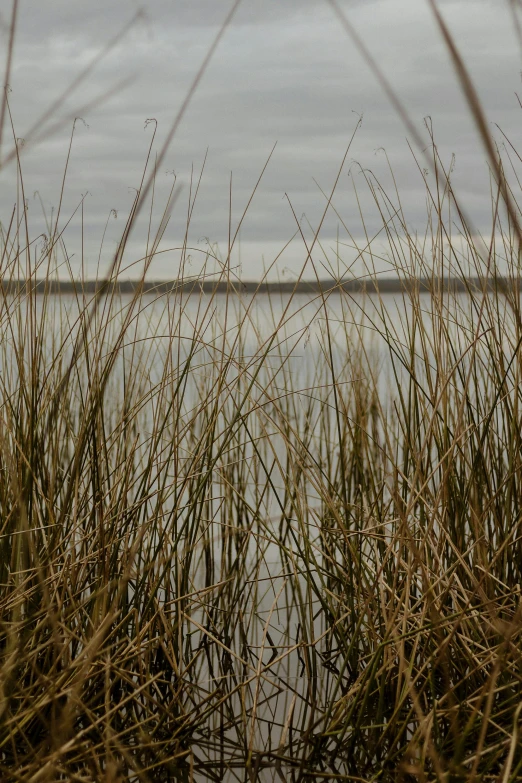 a large body of water surrounded by tall grass, a picture, by Linda Sutton, unsplash, land art, gray, panorama, cinematic detail, bay