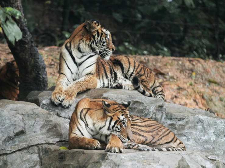 a couple of tigers laying on top of a rock, pexels contest winner, 🦩🪐🐞👩🏻🦳, a pair of ribbed, modern, manuka