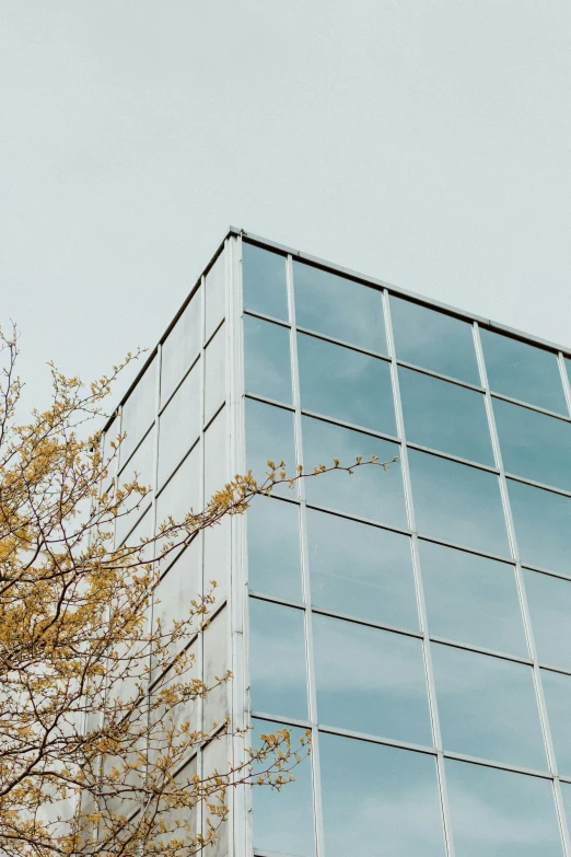 a tall glass building sitting next to a tree, a picture, unsplash, steel window mullions, plain background, square shapes, commercial banner