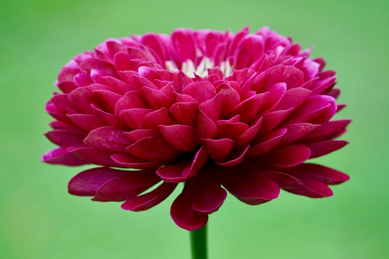 a close up of a pink flower on a stem, arabesque, award winning dark, chrysanthemum eos-1d, maroon red, full colour