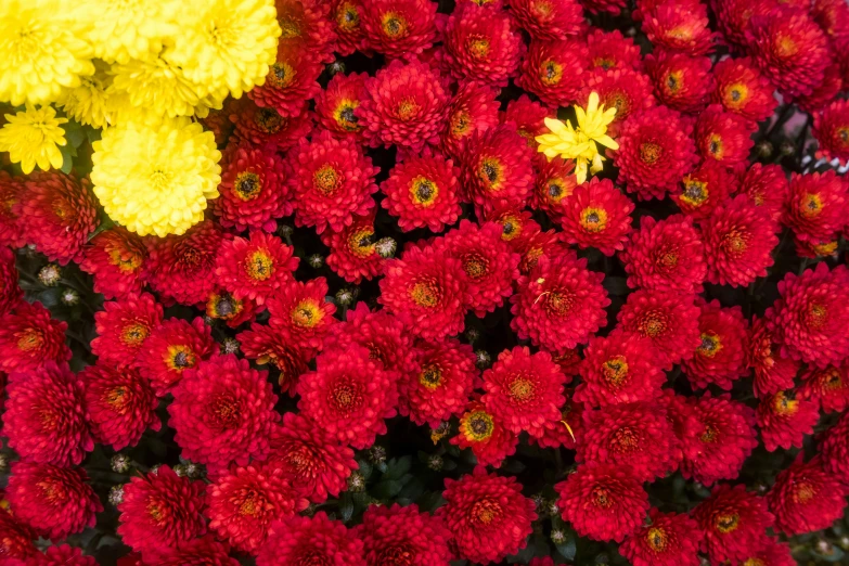 a close up of a bunch of red and yellow flowers, chrysanthemums, top down photo, shot with premium dslr camera, fall