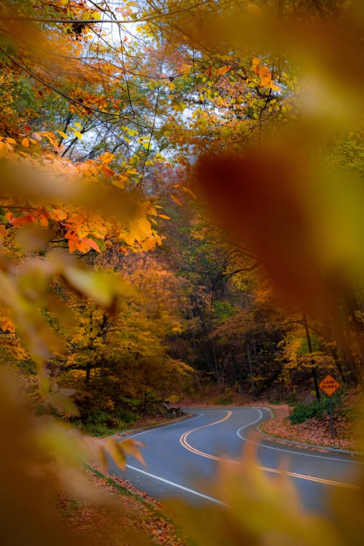 a curved road in the middle of a forest, unsplash contest winner, hudson river school, red orange and yellow leaves, 2 5 6 x 2 5 6 pixels, 8 k 4 k, colorful signs