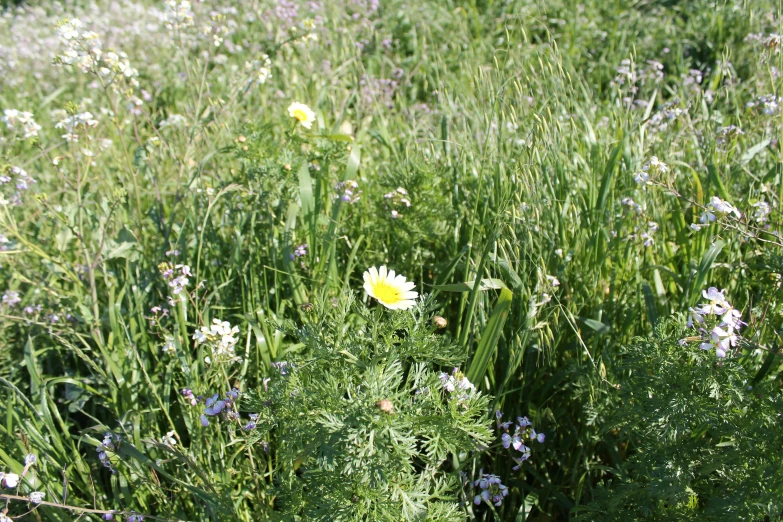 a bunch of flowers that are in the grass, by Alison Watt, flickr, renaissance, lot of vegetation, sparse vegetation, chamomile, grazing