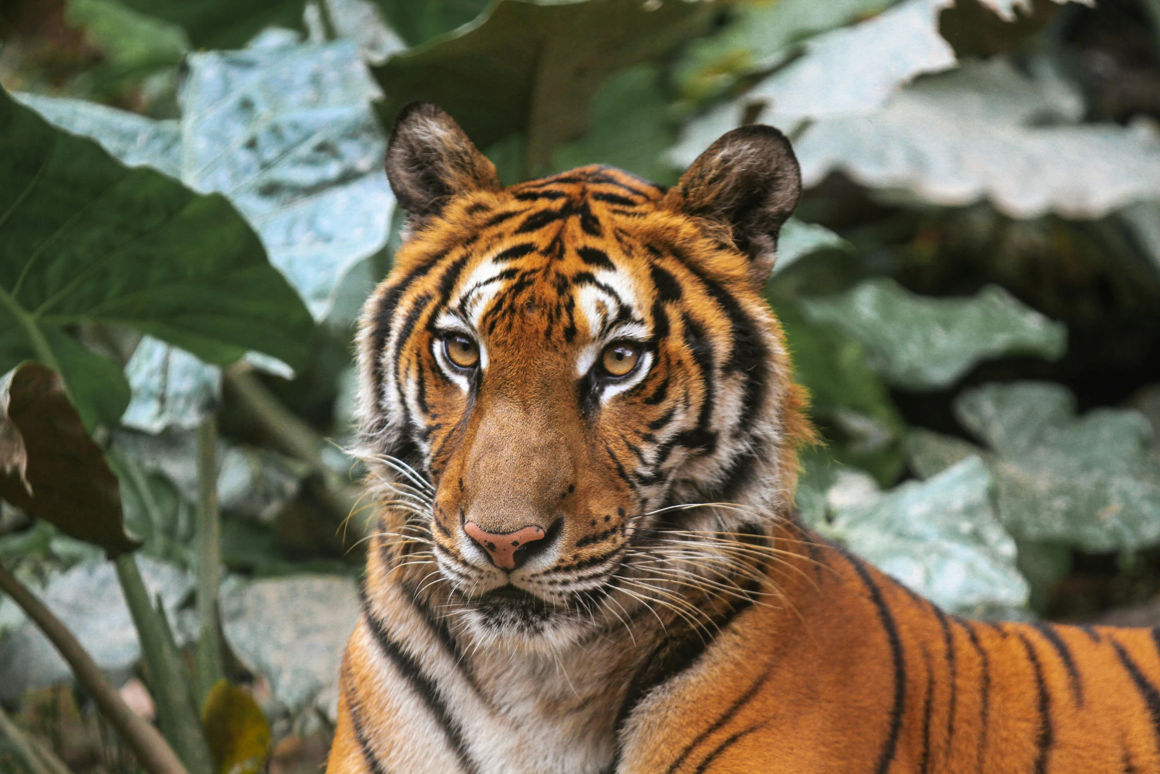 a tiger that is laying down in the grass, a portrait, pexels contest winner, sumatraism, avatar image, 2022 photograph, frontal portrait, national geographic footage