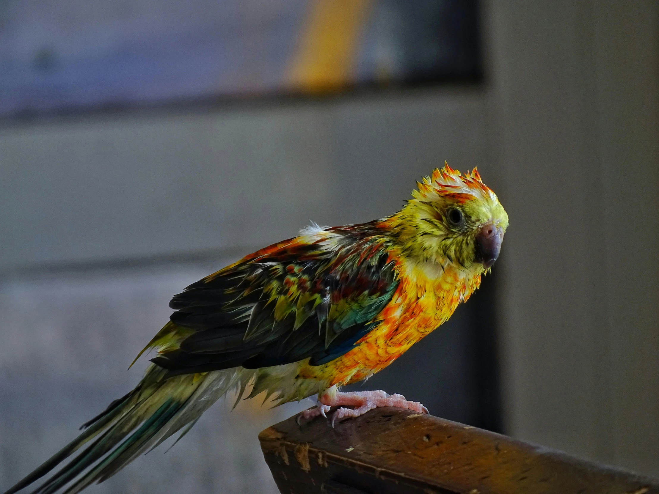 a colorful bird sitting on top of a wooden bench, sitting on a table