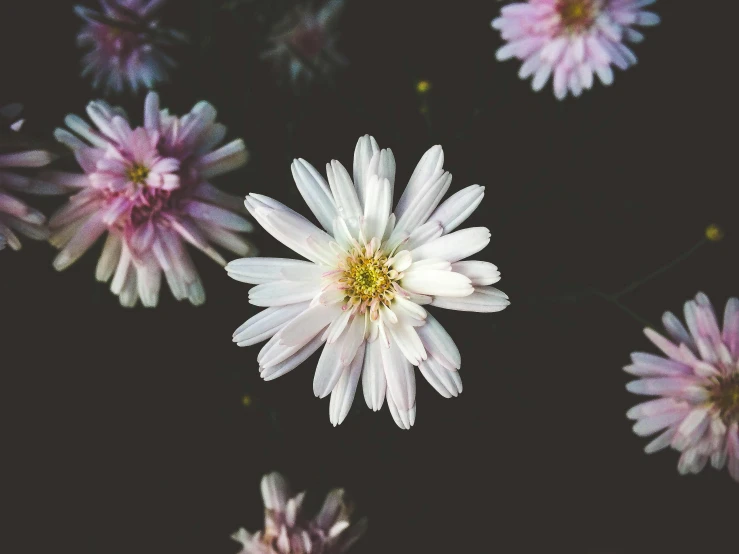 a bunch of white and pink flowers on a black background, by Carey Morris, unsplash, minimalism, chrysanthemum, in a cottagecore flower garden, opal petals, instagram picture