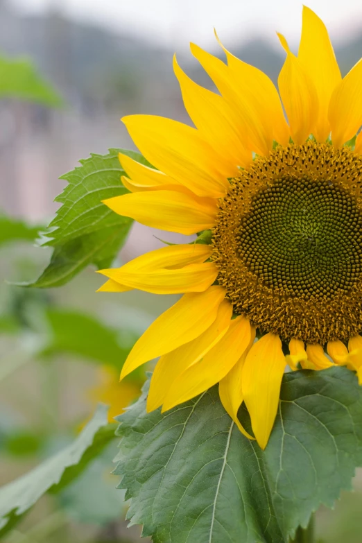 a close up of a sunflower in a field, slight overcast weather, slide show, uncrop, most popular