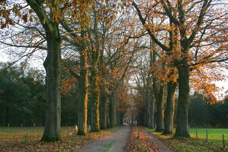 a couple of trees that are next to a dirt road, by Jan Tengnagel, pexels, baroque, autumn colour oak trees, long hallway, thumbnail, wim crouwel