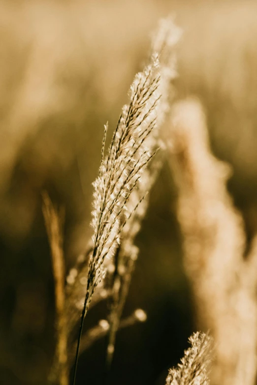 a close up of some tall grass in a field, a macro photograph, by Niko Henrichon, unsplash, relaxed. gold background, soft light - n 9, single, cinematic image