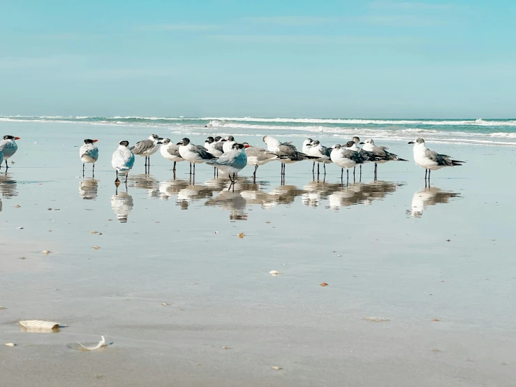 a group of birds standing on top of a sandy beach, the ocean, profile image, beach on the outer rim, full of mirrors