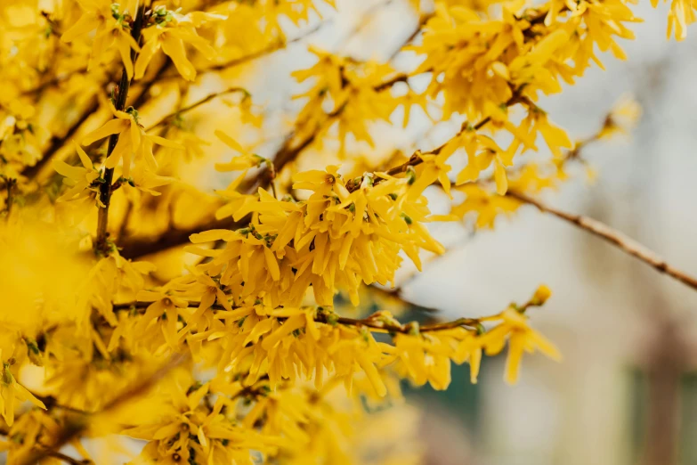 a bunch of yellow flowers on a tree, pexels contest winner, winter vibrancy, avatar image, spring season city, thumbnail