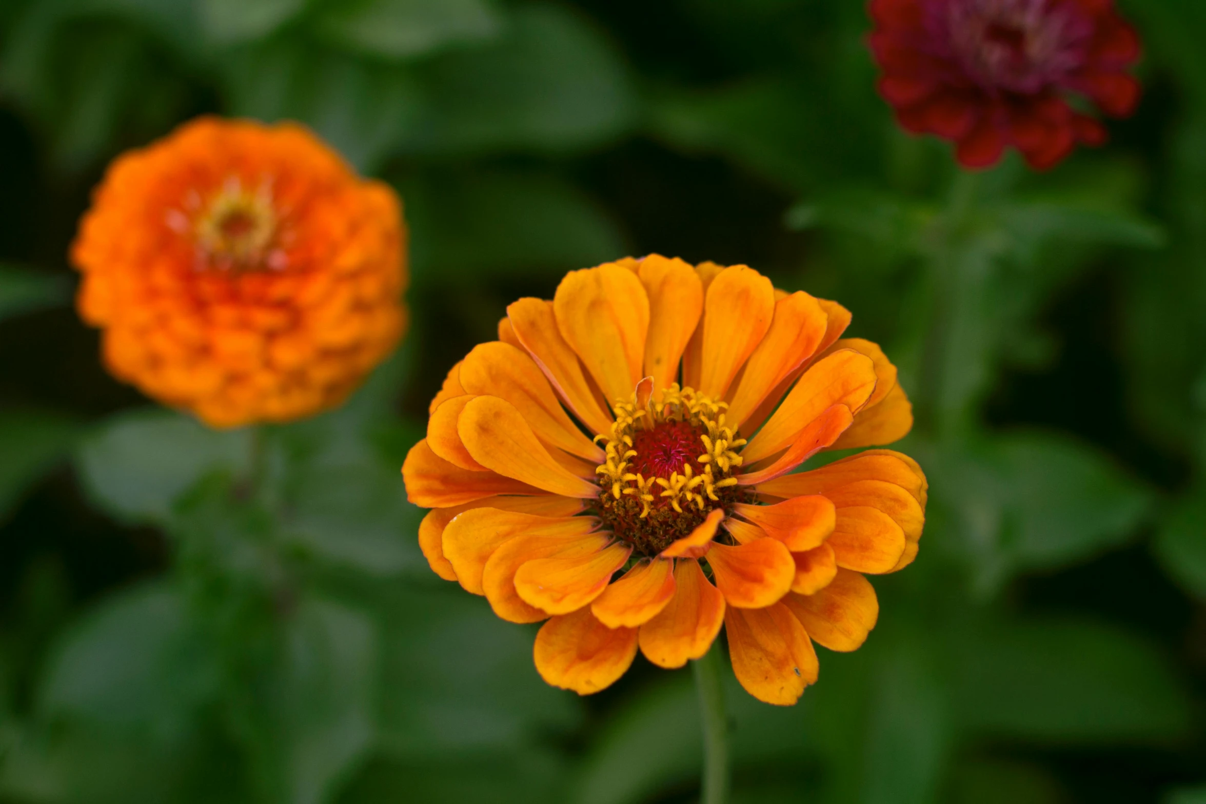 a close up of a flower in a field, dark oranges reds and yellows, in a cottagecore flower garden, slide show, full product shot