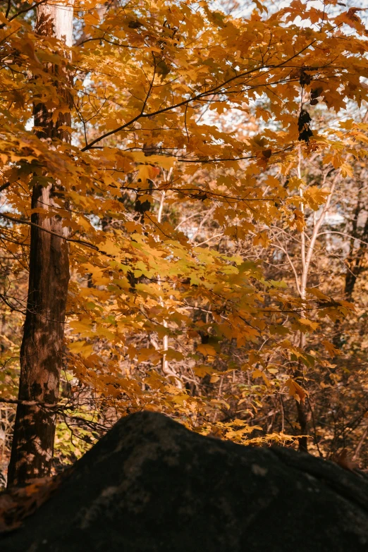 a man flying through the air while riding a snowboard, a picture, inspired by Jasper Francis Cropsey, unsplash contest winner, visual art, autumn colour oak trees, color ( sony a 7 r iv, panorama, william penn state forest