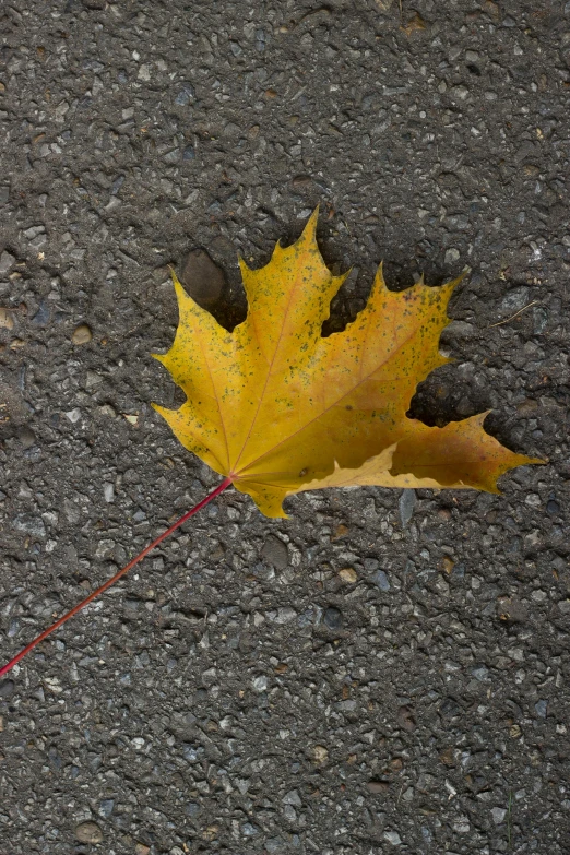 a yellow leaf laying on the ground next to a red string, unsplash, photorealism, quebec, ignant, pavements, maple tree