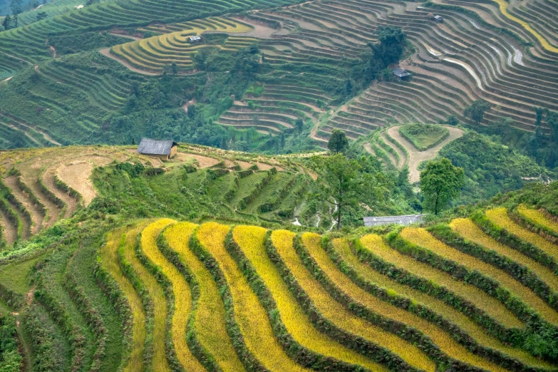 a group of people standing on top of a lush green hillside, by Daniel Lieske, pexels contest winner, land art, vietnam war, immaculate rows of crops, full of golden layers, patchwork