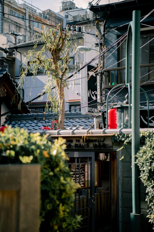 a red fire hydrant sitting on the side of a building, a picture, trending on unsplash, ukiyo-e, tokyo izakaya scene, archways made of lush greenery, wires hanging above street, late afternoon sun