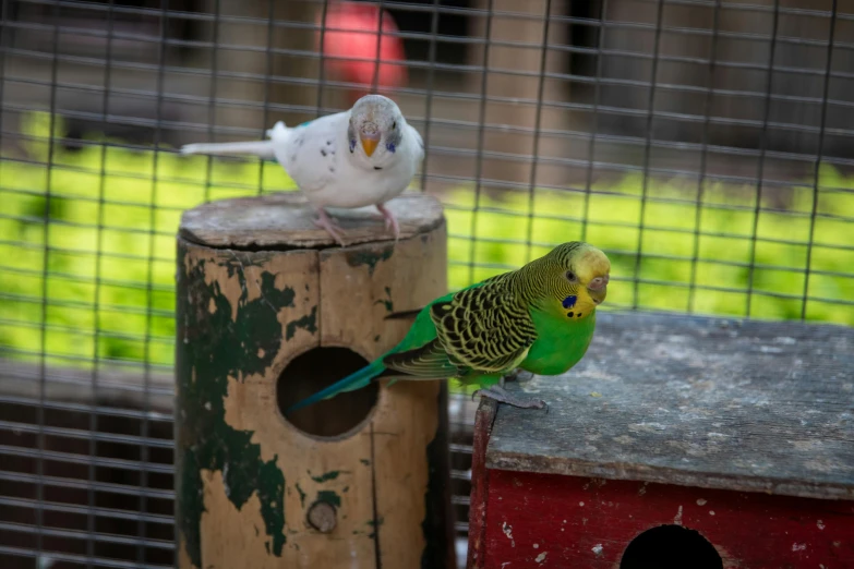 a couple of birds sitting on top of a wooden post, a portrait, trending on pexels, hurufiyya, cages, green and yellow, on a wooden tray, australian