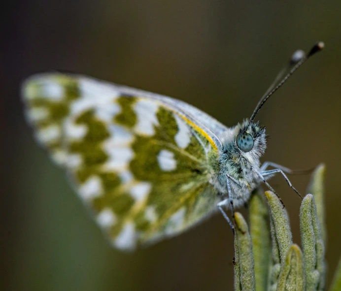 a close up of a butterfly on a plant, a macro photograph, by Dave Allsop, cloisonnism, green and white, macro photography 8k, moldy, young male