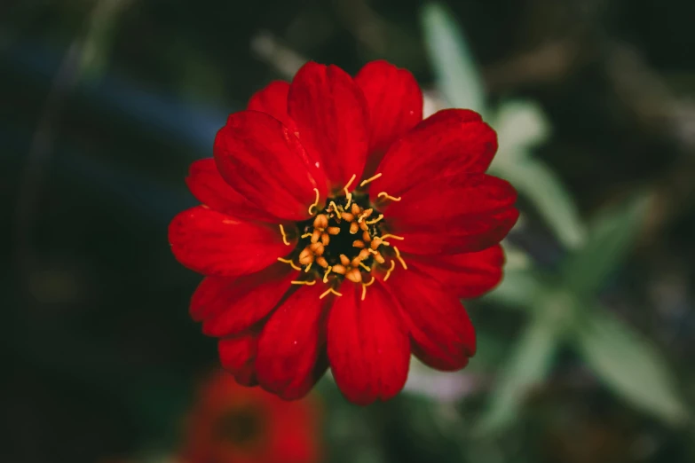 a red flower sitting on top of a green plant, by Thomas Tudor, pexels contest winner, marigold celestial vibe, high angle close up shot, unsplash 4k, shot on sony a 7