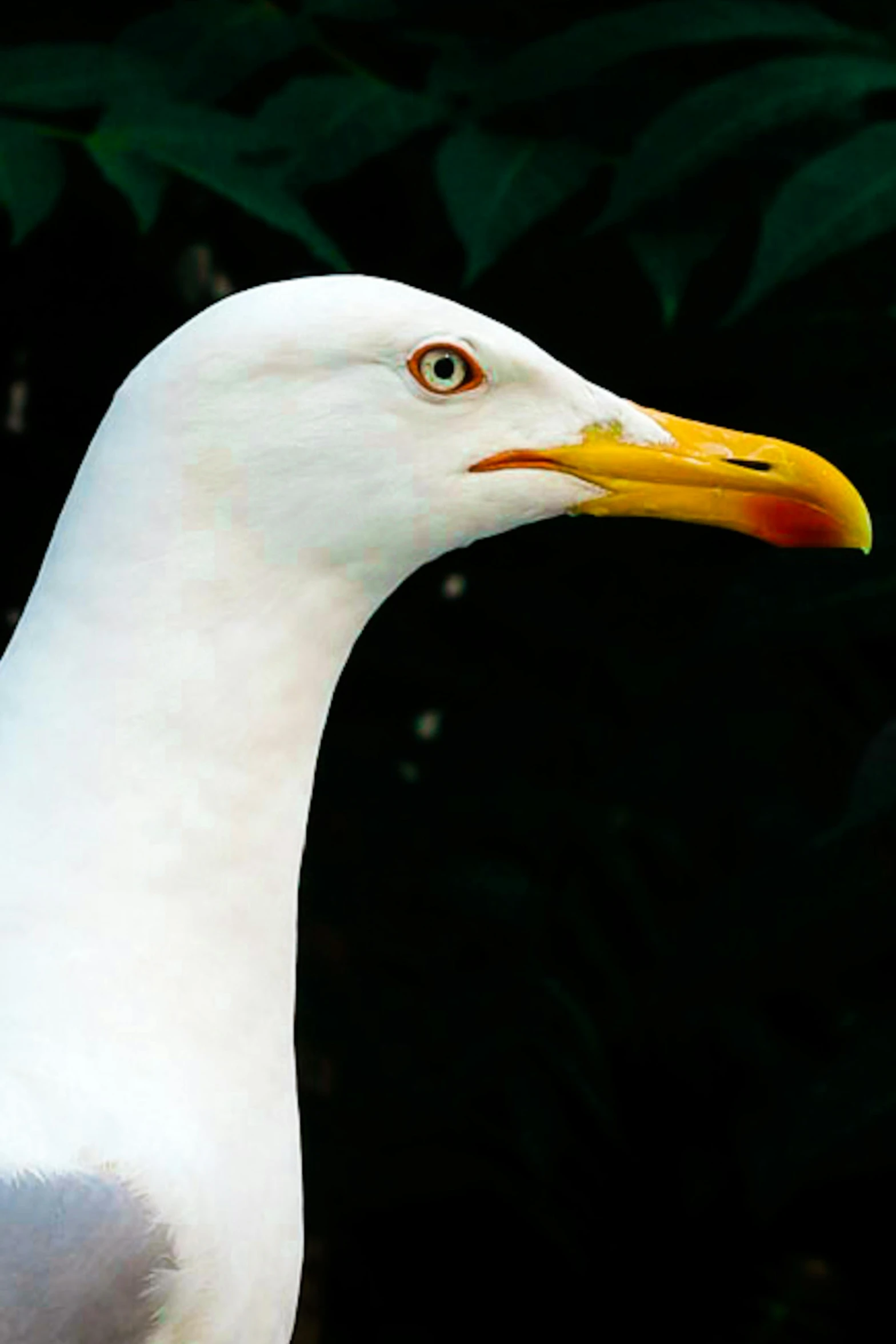 a close up of a white bird with a yellow beak, taken in the late 2000s, ready to model, over the head of a sea wolf, 2 0 0 4 photograph