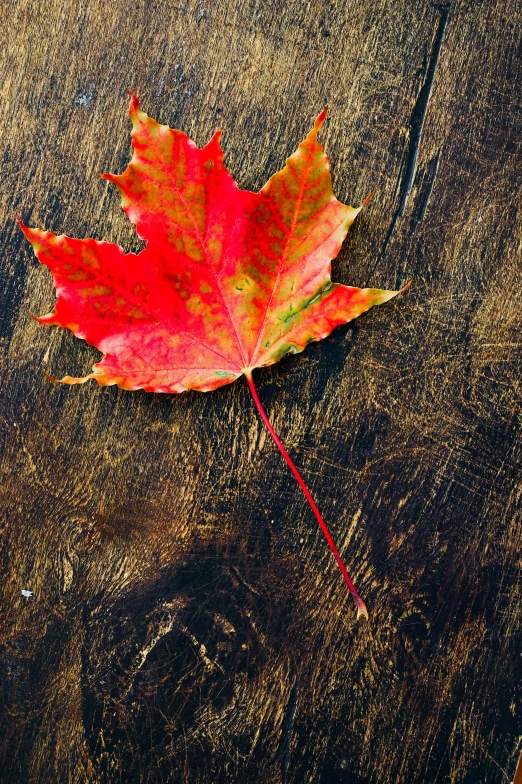 a red leaf sitting on top of a wooden table, slide show, medium, 4 2 0, hero