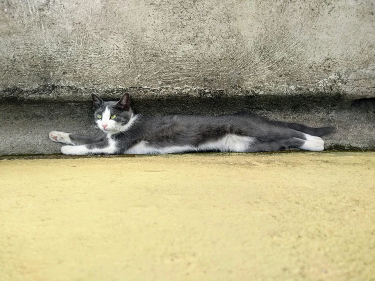 a cat that is laying down on the ground, on the concrete ground, pointè pose, in a chill position, taken in the early 2020s