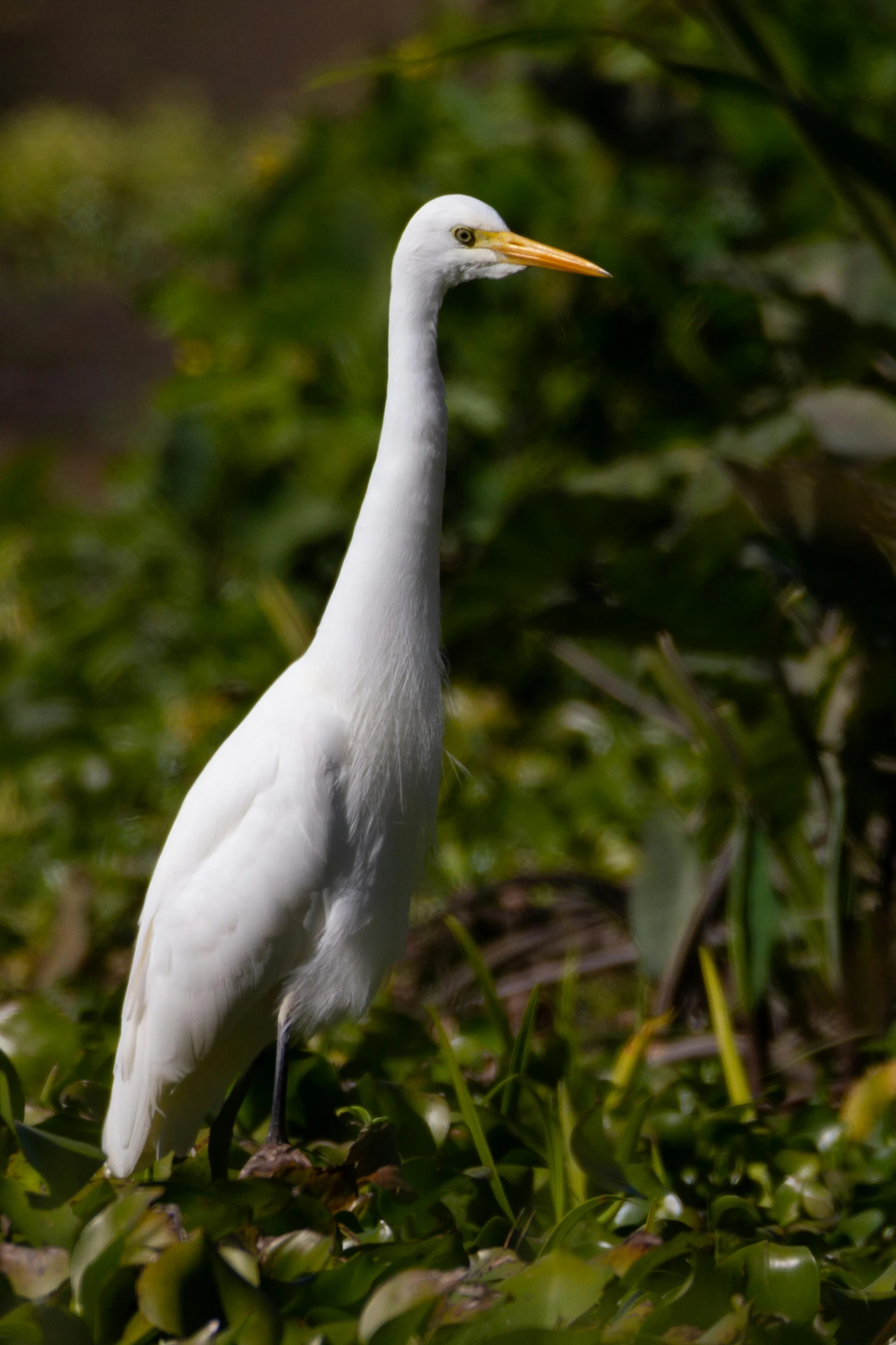 a white bird standing on top of a lush green field, albino white pale skin, long thick shiny gold beak, heron prestorn, a tall