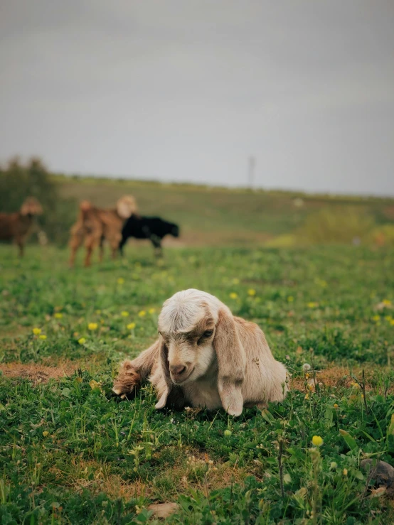 a sheep that is laying down in the grass, a picture, by Elsa Bleda, unsplash, many goats, 2 0 2 2 photo, shot on sony a 7, low quality footage