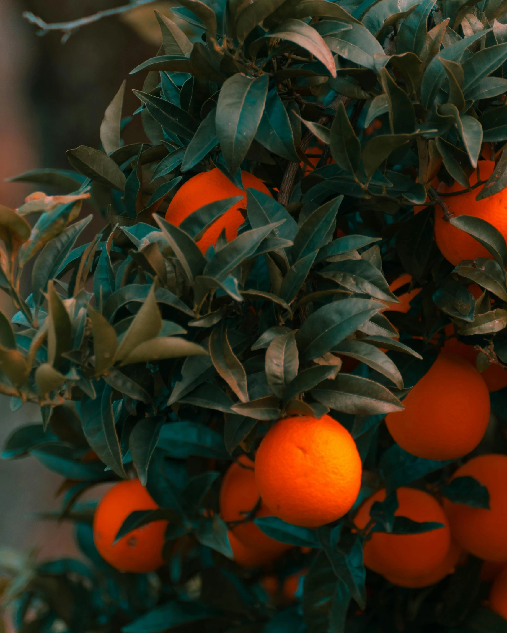 a bunch of oranges hanging from a tree, pexels contest winner, lush plant growth, rendered in 4 k, high quality product image”