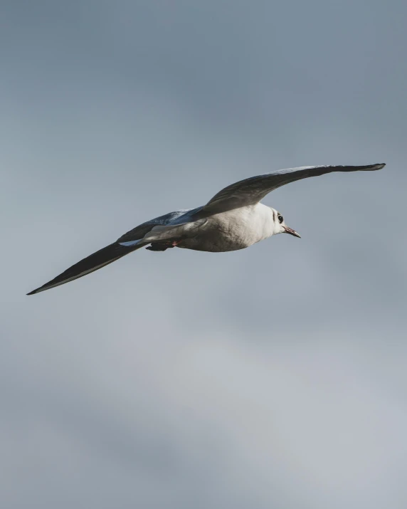 a bird that is flying in the sky, with a white nose, white neck visible, stiff necked, shot on 70mm