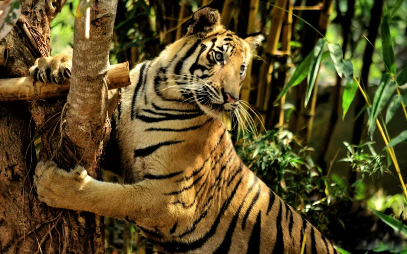 a tiger climbing up the side of a tree, pexels contest winner, sumatraism, made of bamboo, regal pose, waving, shady look