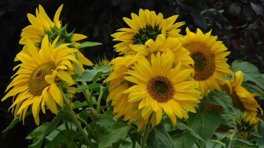 a close up of a bunch of yellow sunflowers, by Linda Sutton, slide show, grey, delightful surroundings, green