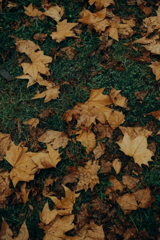 a pair of shoes sitting on top of a pile of leaves, an album cover, by Attila Meszlenyi, trending on unsplash, visual art, autumn field, background image