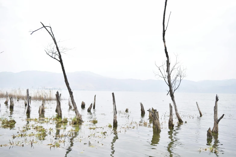 a number of dead trees in a body of water, inspired by Zhang Kechun, unsplash, environmental art, hangzhou, portrait image, lake view, 2022 photograph