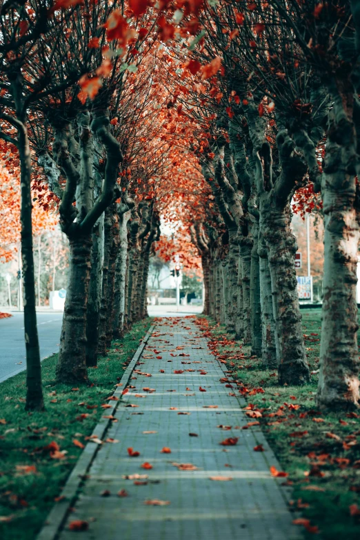a street lined with lots of trees covered in red leaves, inspired by Elsa Bleda, unsplash contest winner, on a sidewalk of vancouver, grassy autumn park outdoor, sycamore, in a row