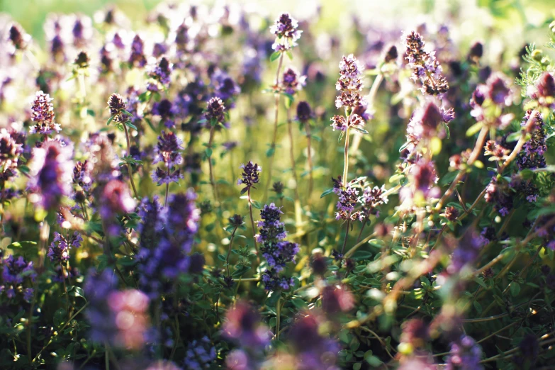 a field of purple flowers on a sunny day, a picture, unsplash, visual art, f 1.4 kodak portra, in salvia divinorum, herbs and flowers, low colour