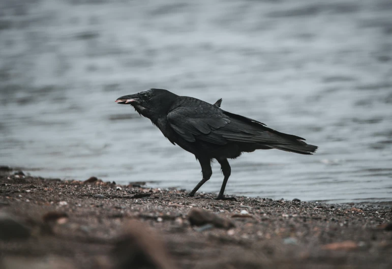 a black bird standing on a beach next to a body of water, pexels contest winner, renaissance, carcass carrion covered in flies, gothic style, eating, high quality photo