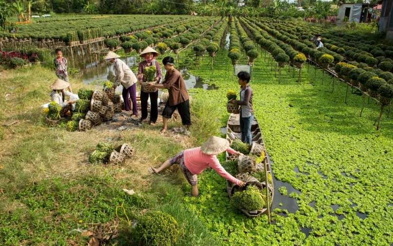 a group of people standing on top of a lush green field, environmental art, cambodia, hydroponic farms, avatar image