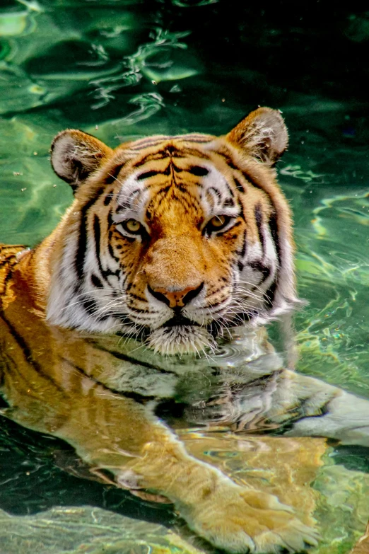 a close up of a tiger in a body of water, sitting in the pool, green waters, crystal clear water, looking confident