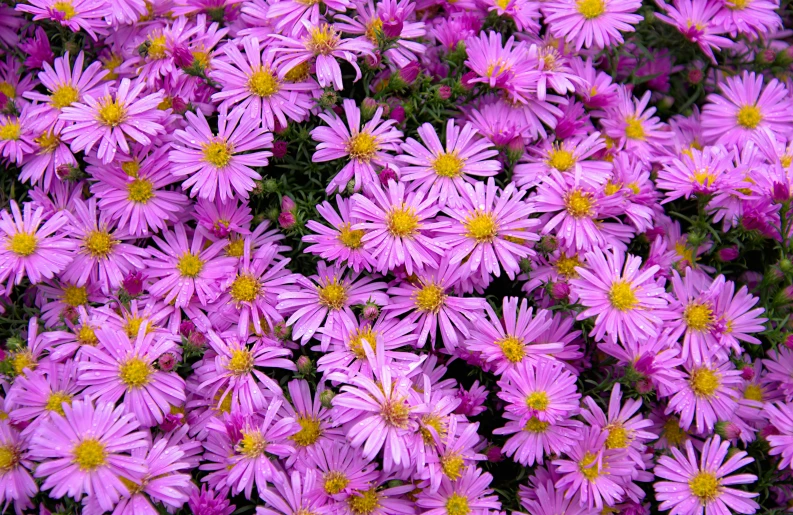 a bunch of purple flowers with yellow centers, pink petals fly, fall vibrancy, pyromallis, heaven on earth