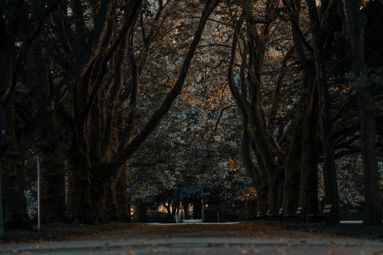 the sun is shining through the trees in the park, inspired by Elsa Bleda, pexels contest winner, australian tonalism, dark figures walking, no people 4k, empty streetscapes, ((trees))