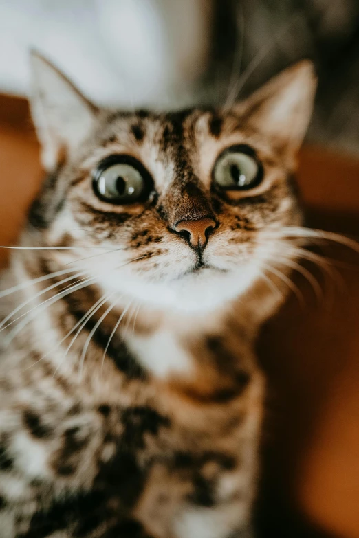 a close up of a cat looking at the camera, pexels contest winner, all overly excited, head tilted down, shocked expression, high-quality photo