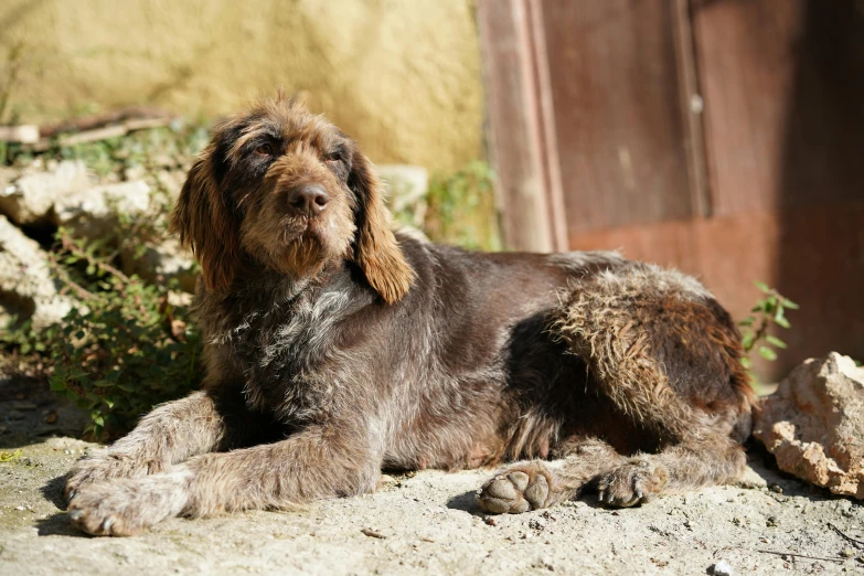 a dog that is laying down on the ground, style of vogelsang, scruffy looking, thumbnail