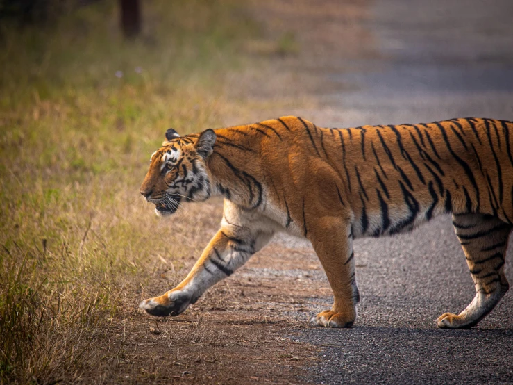 a large tiger walking across a dirt road, pexels contest winner, india, stretch, striped, slightly pixelated