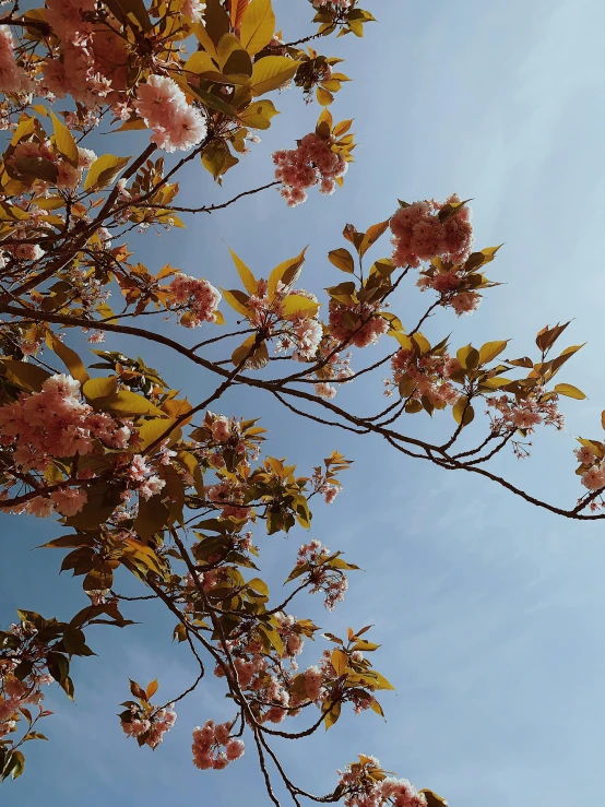 a tree with pink flowers against a blue sky, unsplash, aestheticism, brown and pink color scheme, photo on iphone, profile image, low quality photo