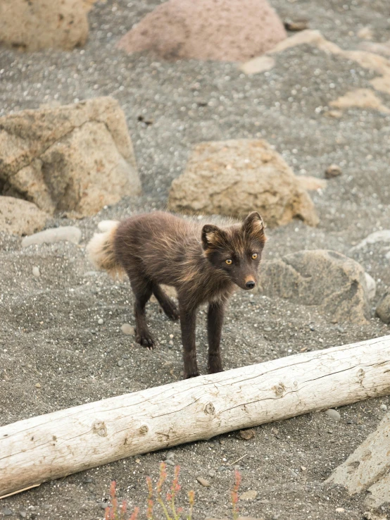 a small brown animal standing next to a log, by Sven Erixson, pexels contest winner, black sand, fox ears, standing on rocky ground, the next generation