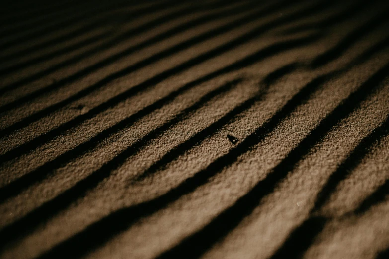 a black and white photo of a sand dune, a macro photograph, unsplash, deep shadows and colors, wood surface, during golden hour, crawling