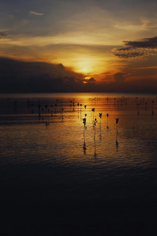 a group of birds standing on top of a beach, during a sunset, indonesia, corn floating in ocean, square