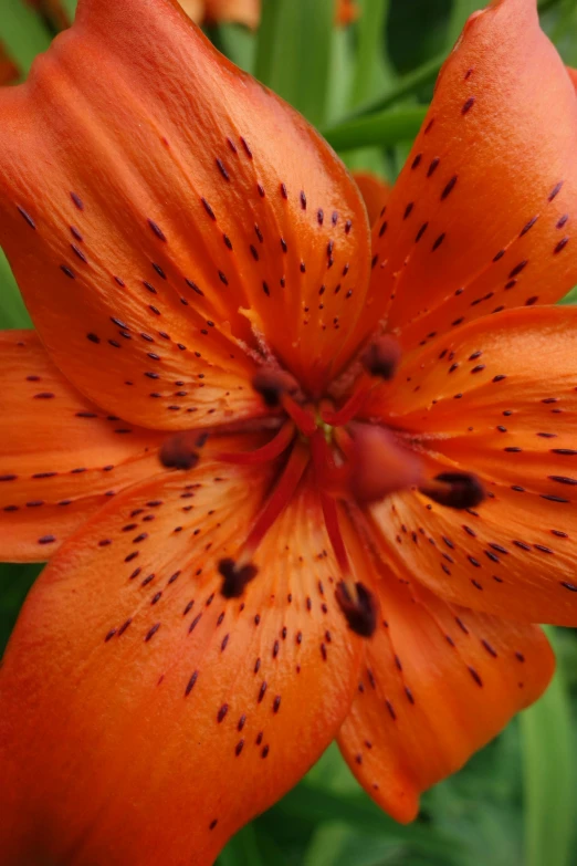 a close up of a flower on a plant, a stipple, flickr, hurufiyya, vibrant but dreary orange, lily petals, spots, closeup!!!!!