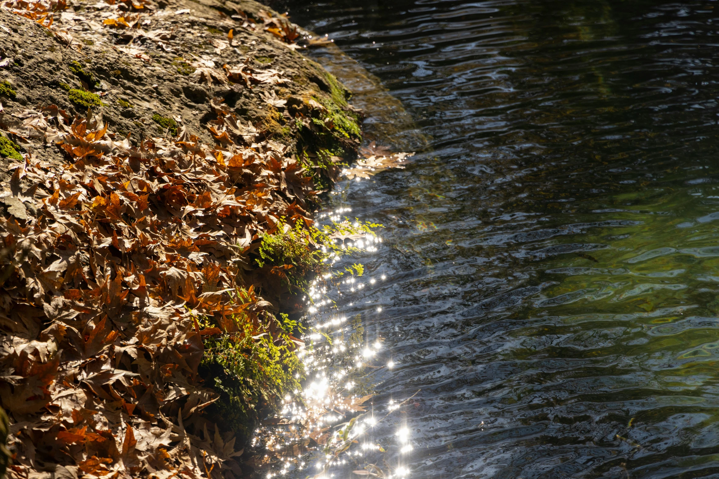 a stream of water running through a lush green forest, an album cover, inspired by Frits Thaulow, unsplash, land art, soft autumn sunlight, closeup photograph, today\'s featured photograph 4k, water reflecting suns light